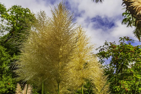Yalta Daki Nikitsky Botanik Bahçesi Çeşitli Ağaç Türleri Çiçeklerle Etkiler — Stok fotoğraf