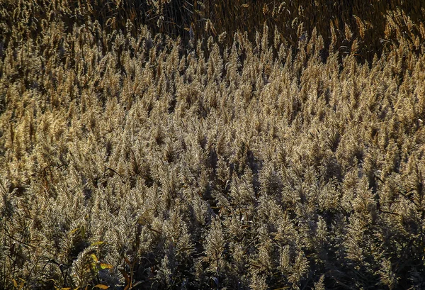 Pântano Overgrown Com Juncos Por Sol Brilhou Nos Raios Sol — Fotografia de Stock