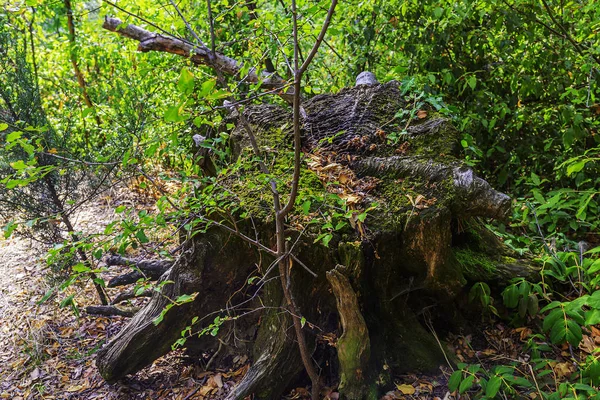 Nikita Parque Maravilha Mundo Com Árvores Sempre Verdes Formas Bizarras — Fotografia de Stock