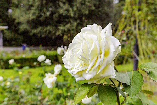 Jasne Róze Roznych Odmian Czytuja Przedstawione Duzym Asortymencie Nikitskim Ogrodzie — Zdjęcie stockowe