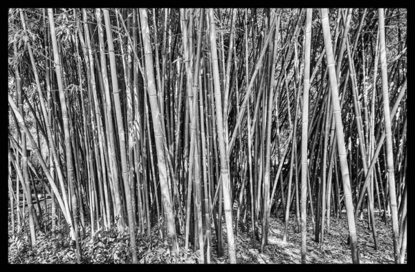 Никитский Парк Чудо Света Вечно Зелеными Деревьями Причудливых Деревьев Троп — стоковое фото