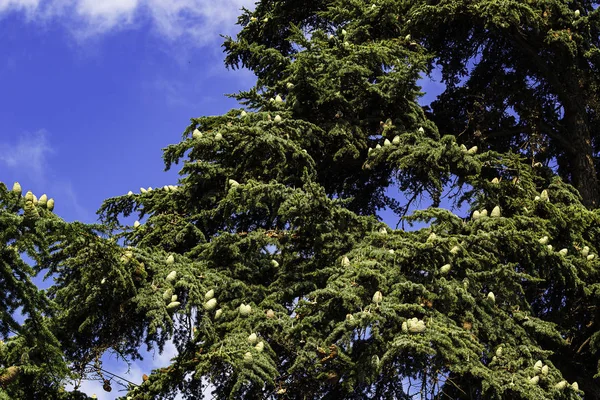 Obrovské Cedry Zdobí Náměstí Parky Sevastopolu — Stock fotografie