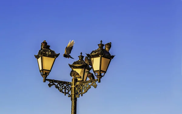 Lampione Nella Città Sevastopol Stato Scelto Dai Piccioni — Foto Stock