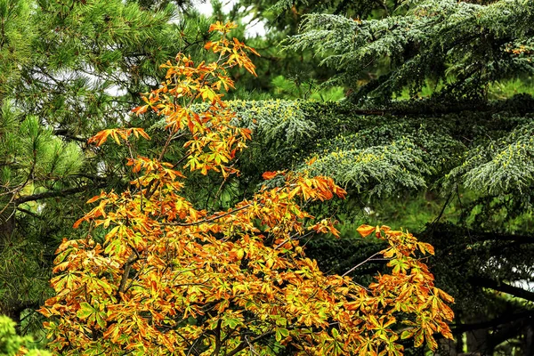 Feuilles Érable Jaunes Sur Fond Vert Branches Sapin — Photo