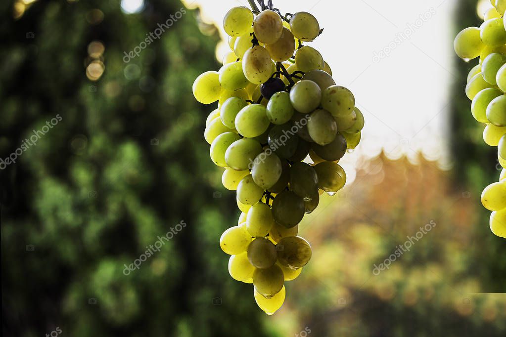 Ripe bunch of grapes in bright sunlight.