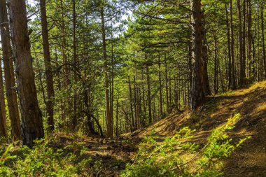 Kırım dağlarındaki parlak ve güzel doğa güzelliği ve renklerin isyanı karşısında büyülenir.