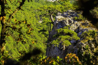  Yalnız çam bir dağın yamacında.
