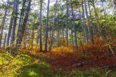 Dağlardaki parlak sonbahar ağaçları güzelliklerinden büyülenir. Parlak ve güzel doğanın çeşitliliği sizi, ailenizi ve arkadaşlarınızı memnun etmeyi hiç bırakmıyor.