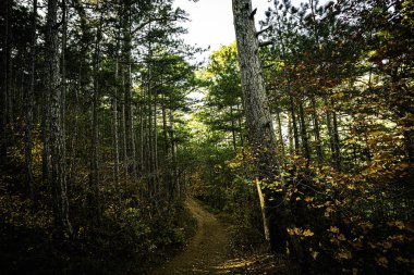 Dağlardaki parlak sonbahar ağaçları güzelliklerinden büyülenir. Parlak ve güzel doğanın çeşitliliği sizi, ailenizi ve arkadaşlarınızı memnun etmeyi hiç bırakmıyor.