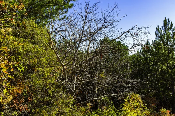 Naturaleza Brillante Hermosa Las Montañas Crimea Fascina Por Belleza Alboroto —  Fotos de Stock