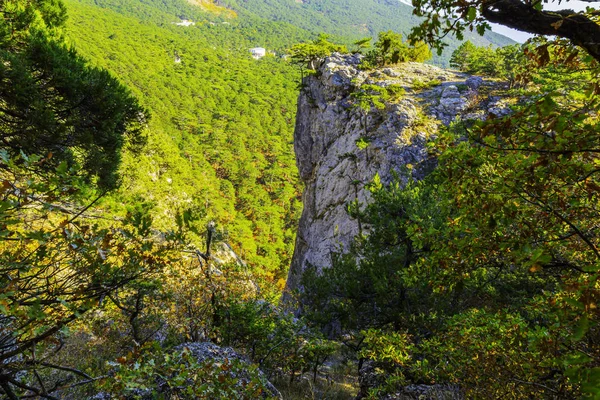 Samotna Sosna Skraju Góry Precipice — Zdjęcie stockowe