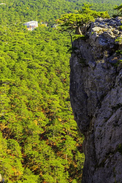 Lone pine over the edge of a mountain Precipice.