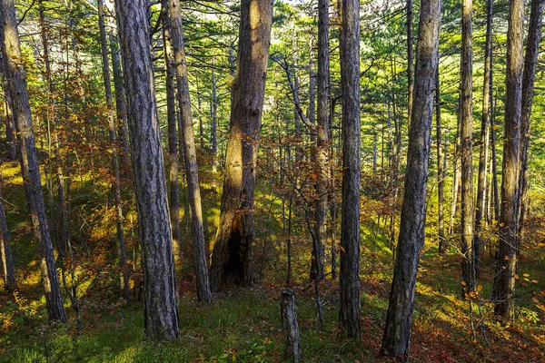 Árboles Otoño Brillantes Las Montañas Fascinan Con Belleza Alboroto Diversidad —  Fotos de Stock