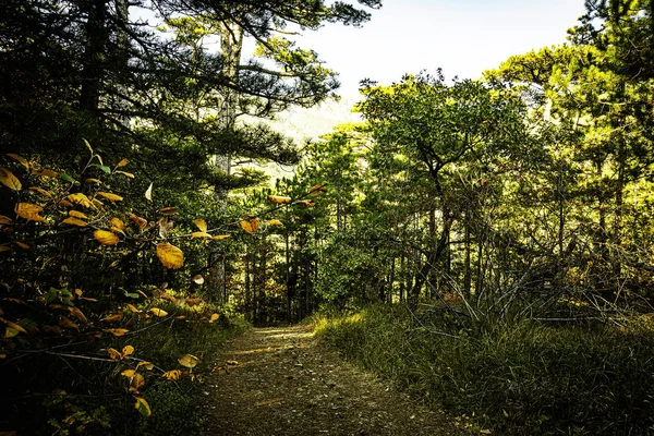 Árboles Otoño Brillantes Las Montañas Fascinan Con Belleza Alboroto Diversidad —  Fotos de Stock