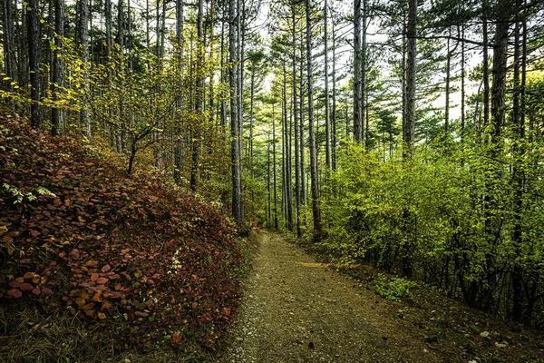 Árboles Otoño Brillantes Las Montañas Fascinan Con Belleza Alboroto Diversidad —  Fotos de Stock