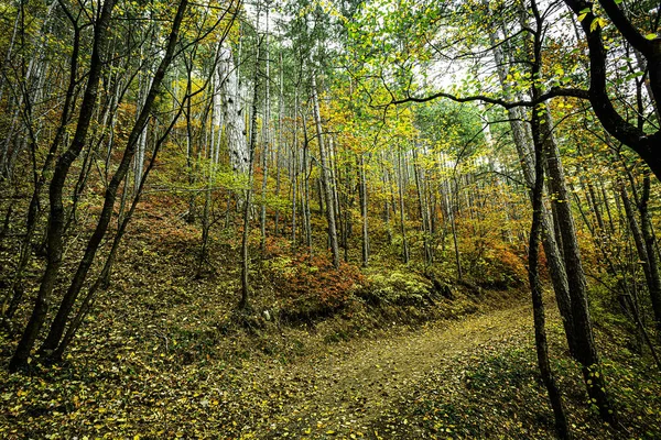 Árboles Otoño Brillantes Las Montañas Fascinan Con Belleza Alboroto Diversidad —  Fotos de Stock