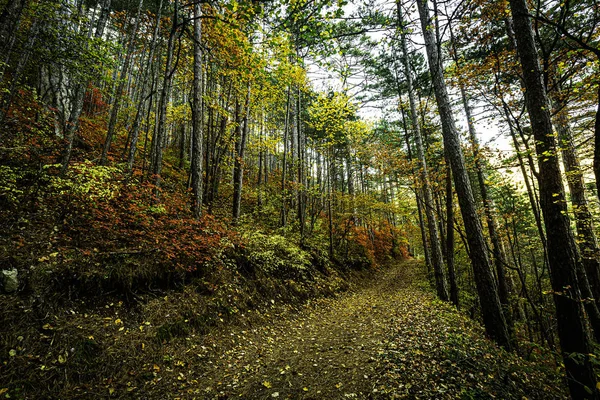 Árboles Otoño Brillantes Las Montañas Fascinan Con Belleza Alboroto Diversidad —  Fotos de Stock