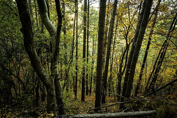 Árvores Outono Brilhantes Nas Montanhas Fascinam Com Sua Beleza Tumulto — Fotografia de Stock