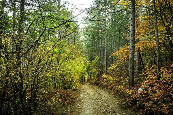 Árboles Otoño Brillantes Las Montañas Fascinan Con Belleza Alboroto Diversidad —  Fotos de Stock