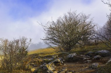 Kırım 'daki Ai-Petri dağ zirvesini yoğun sis kapladı. Uzamış bir kolun seviyesinde, hiçbir şey görünmüyor, etrafındaki her şey süt beyazı gibi. Sadece ağaçların ve dağların dış hatları görünür..