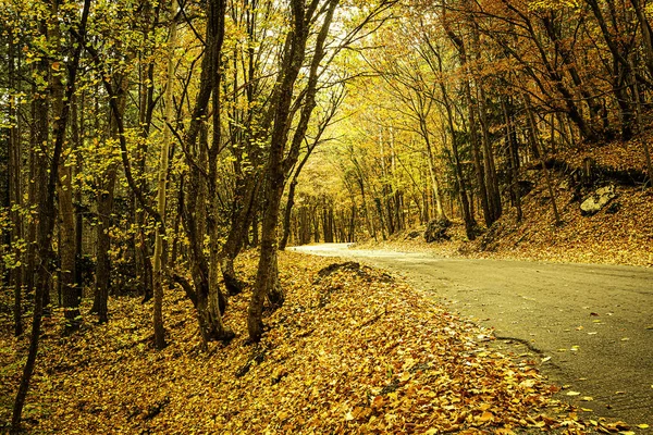 Árboles Otoño Brillantes Las Montañas Fascinan Con Belleza Alboroto Diversidad —  Fotos de Stock