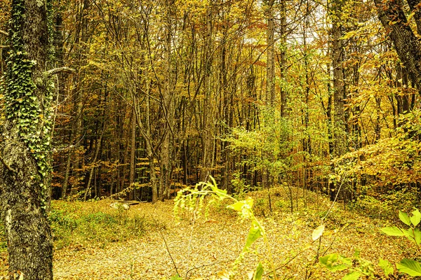 Helle Herbstbäume Den Bergen Faszinieren Durch Ihre Schönheit Der Aufruhr — Stockfoto