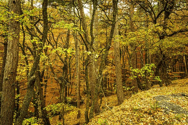 Árboles Otoño Brillantes Las Montañas Fascinan Con Belleza Alboroto Diversidad —  Fotos de Stock