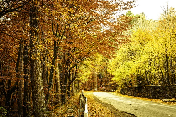 Árboles Otoño Brillantes Las Montañas Fascinan Con Belleza Alboroto Diversidad —  Fotos de Stock