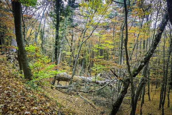Árvores Outono Brilhantes Nas Montanhas Fascinam Com Sua Beleza Tumulto — Fotografia de Stock