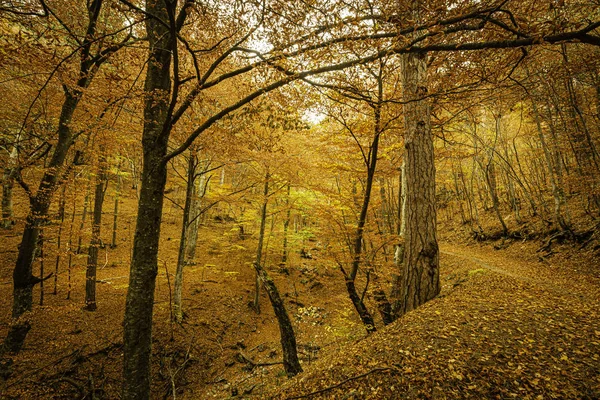 Árboles Otoño Brillantes Las Montañas Fascinan Con Belleza Alboroto Diversidad —  Fotos de Stock