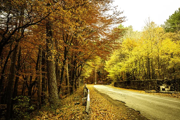 群山中明亮的秋天树被它们的美丽所吸引 五彩缤纷的大自然不停地让你 你的家人和你的朋友感到高兴 — 图库照片