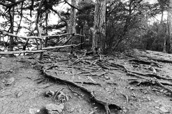 Fák Hegyekben Gyökeret Vernek Sziklákon Keresve Életet Adó Nedvességet Földet — Stock Fotó