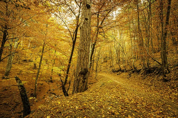 灿烂的秋天 群山中的树木沉醉于它们的美丽之中 五颜六色的骚乱不停地让你 你的家人和朋友高兴不已 — 图库照片