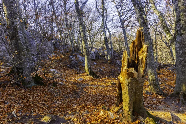 Árvores Nas Montanhas Espalham Suas Raízes Nas Rochas Busca Umidade — Fotografia de Stock