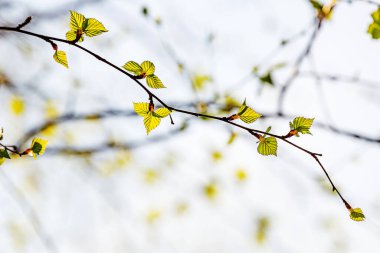 Beyaz bir huş ağacının üzerinde Catkins göründü ve ilk bahar yaprakları,