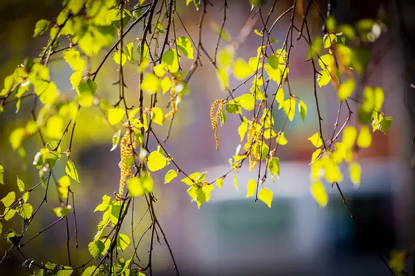 Bílém Bříze Objevily Kočičky První Jarní Listí — Stock fotografie