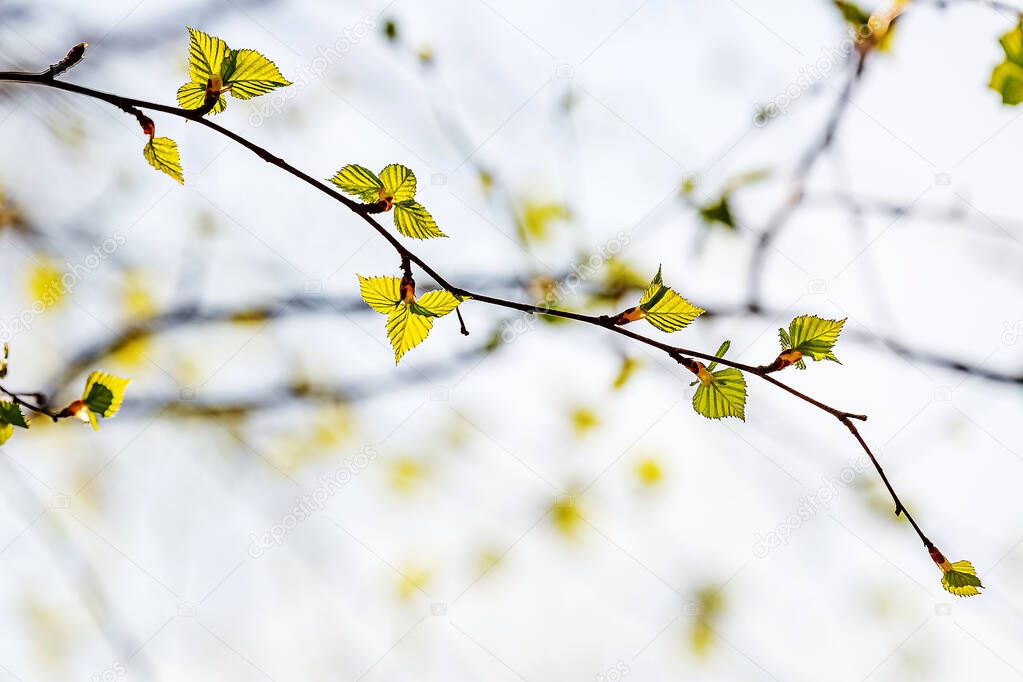 On a white birch tree appeared catkins and the first spring leaves,