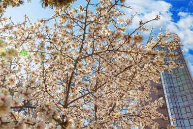 İlkbaharda açan ağaçlar havayı narin bir aromayla doldurur ve şehir manzarasını güzellik ve sağlıkla tamamlar..