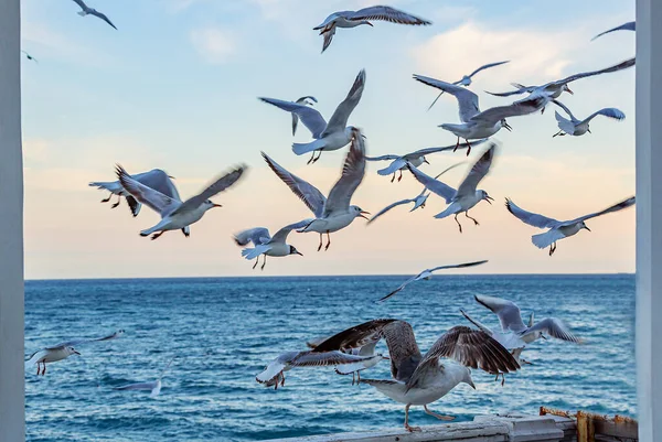 Las Gaviotas Aves Acuden Círculos Sobre Tranquila Superficie Del Mar — Foto de Stock