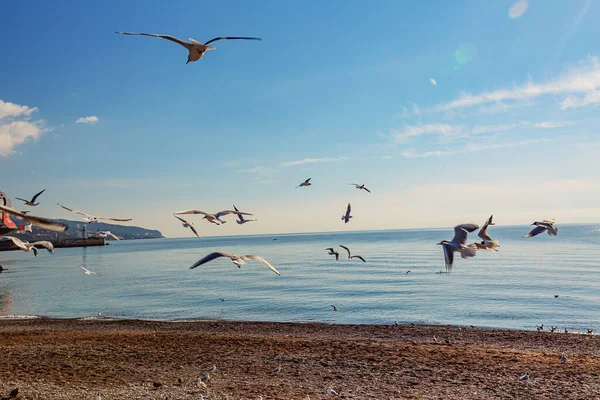 Les Goélands Volent Autour Surface Eau Calme Mer Noire — Photo