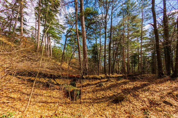 Bäume Den Bergen Zeigen Wunder Der Vitalität Wachsen Den Schwierigsten — Stockfoto