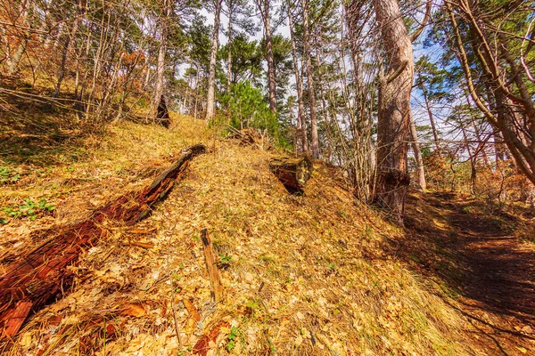 Dağlardaki ağaçlar en ulaşılamaz yerlerde büyüyen canlılığın mucizelerini gösteriyor. Ama zaman kendi ayarlamalarını yapıyor ve onları toza çeviriyor.