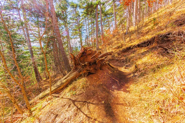 Árvores Nas Montanhas Mostram Milagres Vitalidade Crescendo Nos Lugares Mais — Fotografia de Stock