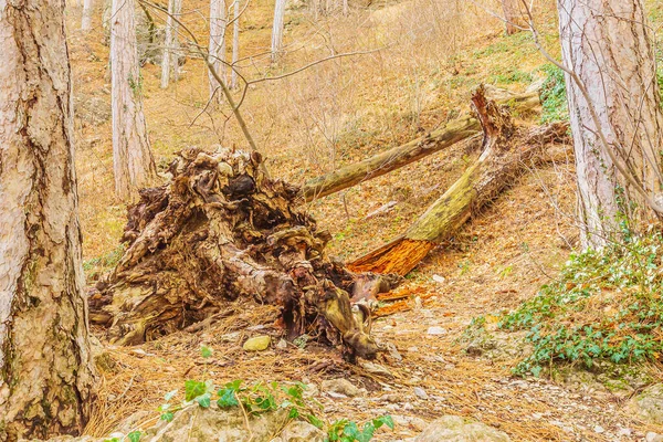 Árvores Nas Montanhas Mostram Milagres Vitalidade Crescendo Nos Lugares Mais — Fotografia de Stock