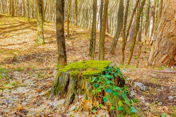 Mossy Coberto Com Musgo Toco Grama Borda Floresta Nas Montanhas — Fotografia de Stock