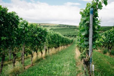 Bordeaux güzel üzüm bağları