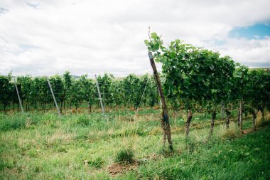 Bordeaux güzel üzüm bağları