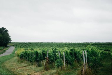 Bordeaux güzel üzüm bağları