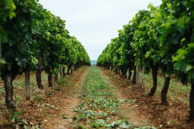 Bordeaux güzel üzüm bağları