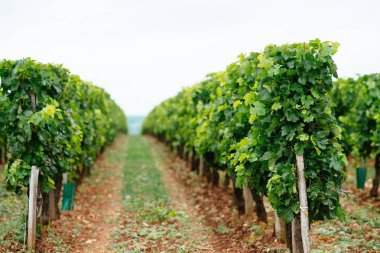 Bordeaux güzel üzüm bağları